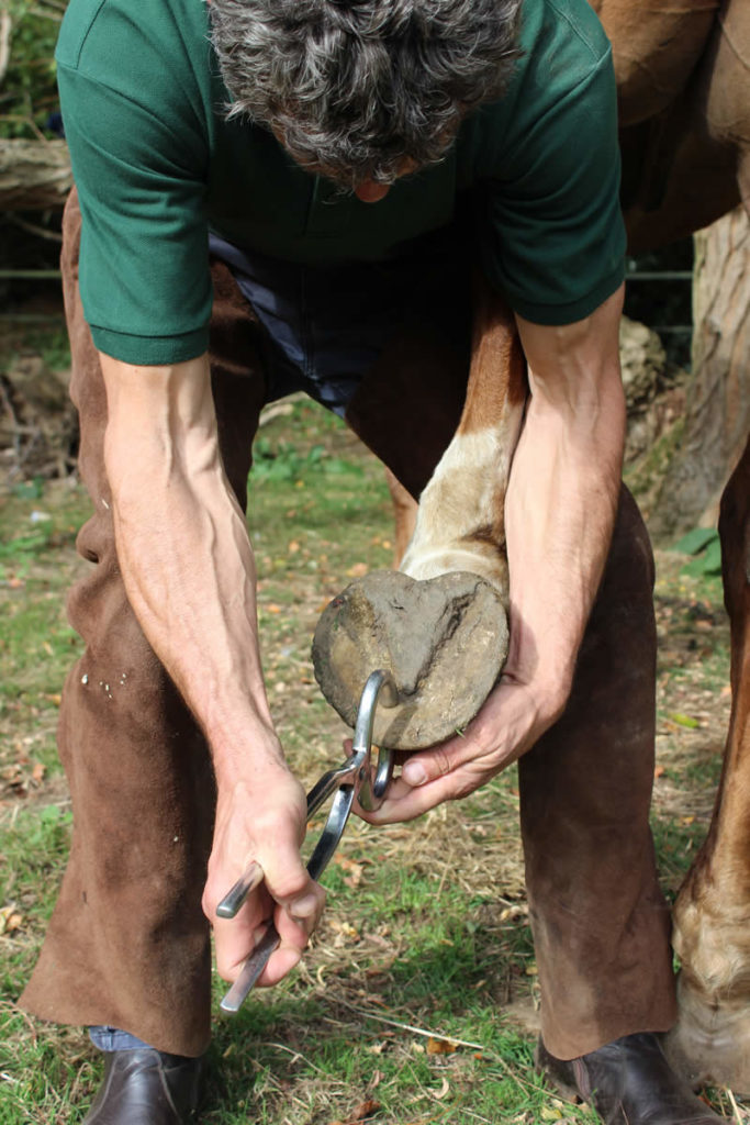 Carlos Urresti has a wealth of veterinary horses and a passion for horses