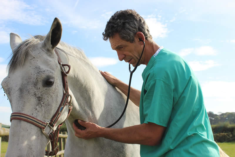 Dr Carlos G. Urresti of Reigate Vets treating a horse