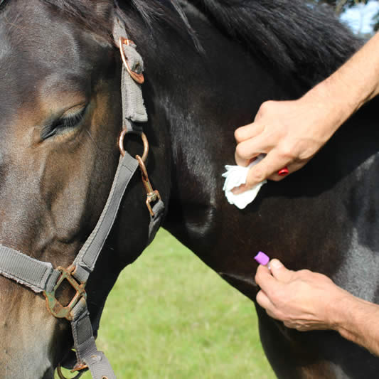 Carlos of Reigate Vets, Surrey, caring for a horse