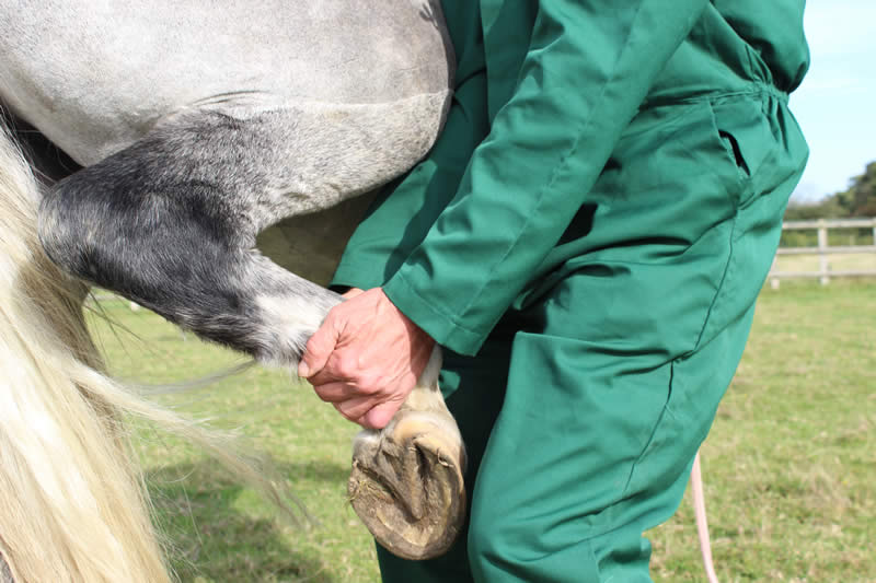 Treating a lame horse. Carlos Urresti of Reigate Vets.