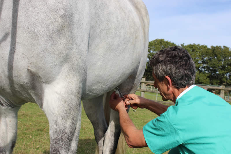 Carlos Urresti performs routine and emergency surgery for horses and donkeys