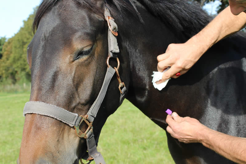 Book equine vaccinations and boosters for your horse with Carlos Urresti